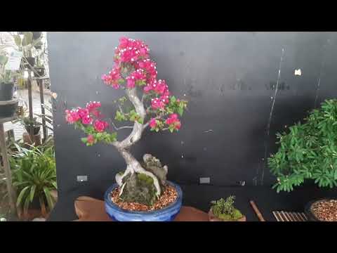 BlumenFest 23° Edição em Domingos Martins Espírito Santo 2025