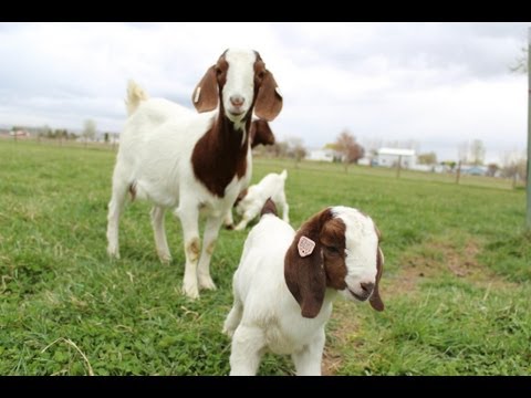 Des dizaines de bébés chèvres - des chevreaux - sautent, crient et jouent