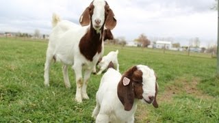Des dizaines de bébés chèvres - des chevreaux - sautent, crient et jouent