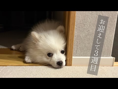 Hãy cùng tìm ra thức ăn hoàn hảo cho thú cưng của bạn.