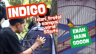 Download lagu SOGON 55 JUTA Bukan KONTEN😱 Perawatan Dan Alunan Materi Sogon INDIGO Gurih renyah empuk panjang mp3 Download lagu SOGON 55 JUTA Bukan KONTEN😱 Perawatan Dan Alunan Materi Sogon INDIGO Gurih renyah empuk panjang mp3