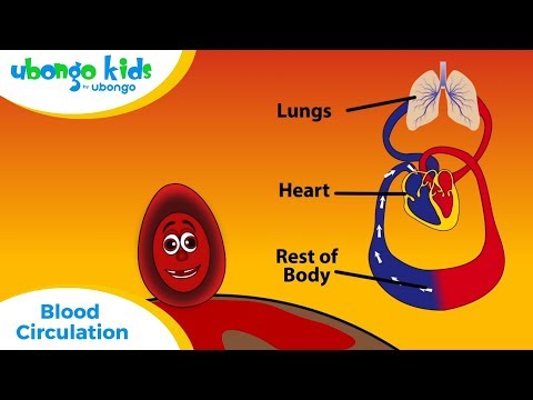 EPISODE 26: Blood Circulation | Ubongo Kids | African Educational Cartoons