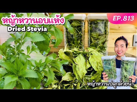 ทำหญ้าหวานอบแห้ง เครื่องอบลมร้อนกับเตาอบแบบไหนดีงามกว่ากัน? - Pantip ทำหญ้าหวานอบแห้ง เครื่องอบลมร้อนกับเตาอบแบบไหนดีงามกว่ากัน? - Pantip