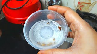 கரப்பான்பூச்சி,குட்டி கரப்பான் பூச்சி தொல்லையா ?Cockroaches kills tips&Tricks in Tamil/insects Kills