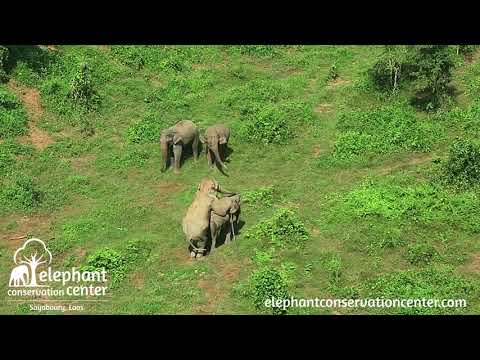 Elephant breeding at the Elephant Conservation Center, Sayaboury, Laos