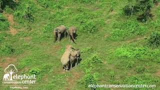 Elephant breeding at the Elephant Conservation Center, Sayaboury, Laos