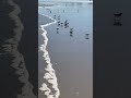 Cutest and fastest little birds (Sandpipers) that run in and out of the tide on Moody Beach, Maine.