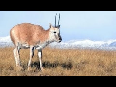 [Doku] Bedrohte Wildnis (2/2) Botswana, auf den Fährten der Zebras (HD)