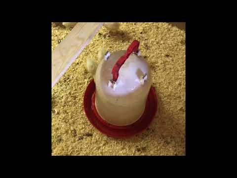 Grassfruits Farm Tour - Pasture Raised Chicken - The Brooder