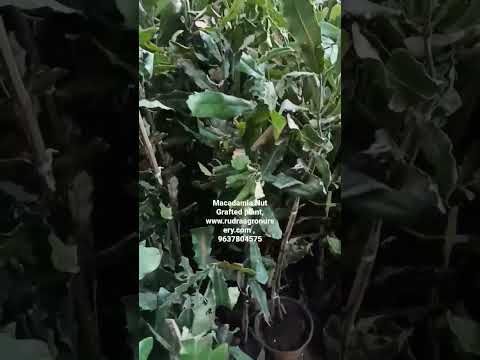 Original macadamia nut 816  grafted tree