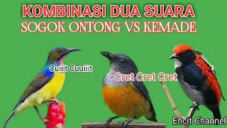 Download lagu Suara pikat burung kamade atu bunga api vs gogon mp3