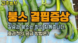 고추농사 고추 붕소결핍 증상과 붕소의 효과적인 공급방법과 4종복합비료, 칼슘을 줄때 붕소를 꼭 함께 주어야합…