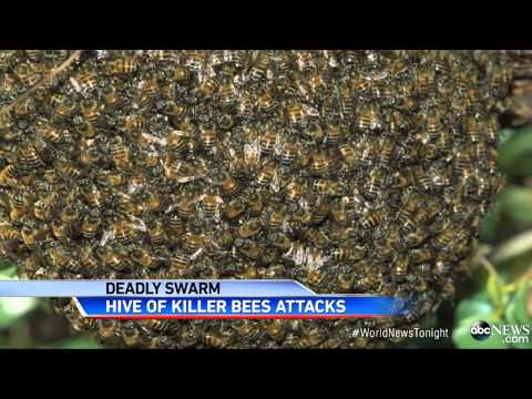 African Killer Bees Kill Landscaper in Tucson
