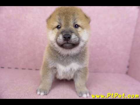 09/11赤色柴犬公幼犬