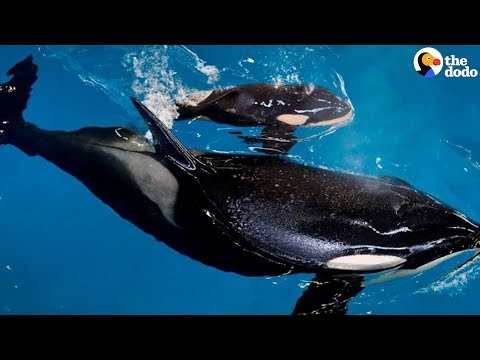 Last Baby Orca Dies At SeaWorld: RIP Kyara | The Dodo