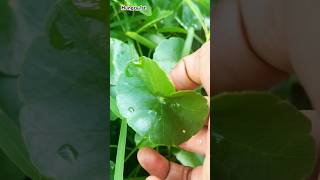 Download lagu Gotu kola goreng terbaik sepanjang masa | resep baru gotukola alami ππ | Hungry 1st #shorts mp3 Download lagu Gotu kola goreng terbaik sepanjang masa | resep baru gotukola alami ππ | Hungry 1st #shorts mp3