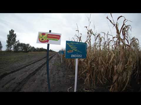 Dekalb DKC4351 kukorica vetőmag KukoricaVetőmag.hu Kft. 2017