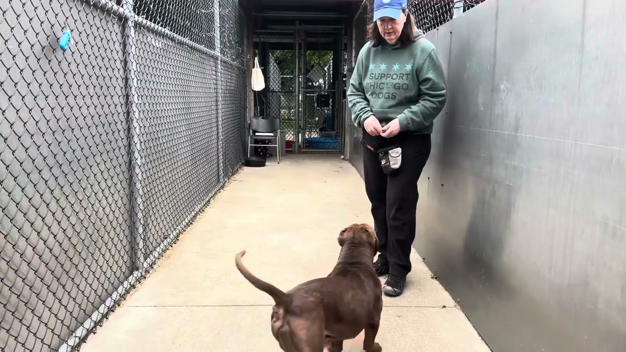 Video preview