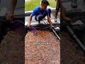 Benih Ikan Nila Shortsvideoviral