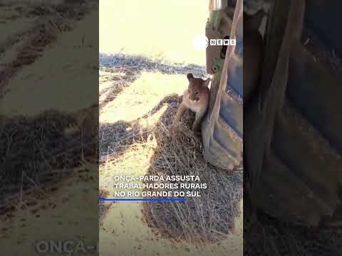 Onça-parda assusta trabalhadores rurais no Rio Grande do Sul. 📲 #RecordNews #shorts
