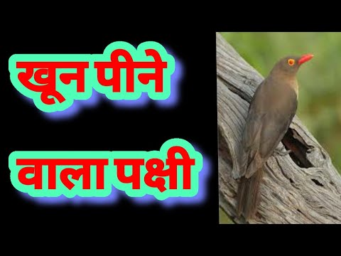 खून पीने वाला पक्षी || Amazing facts || Interesting facts || in hindi | explore ha |