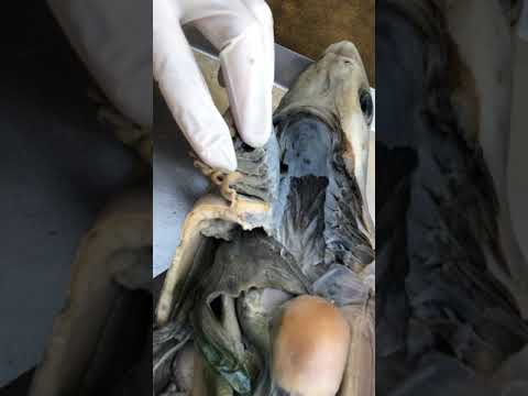 Shark Dissection 6: Circulation--Conus Arteriosis To Dorsal Aorta