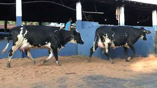 Vídeo 7 - 1ª ETAPA MEGA LIQUIDAÇÃO TOTAL AGROPECUÁRIA MARAJOARA - DIA 4 | GADO GIROLANDO E HOLANDÊS