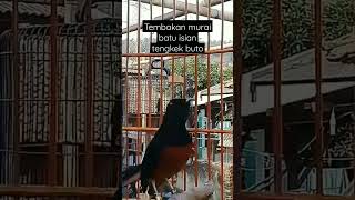 Download lagu Tembakan murai batu isian walang kecek sambung gereja tarung. mp3