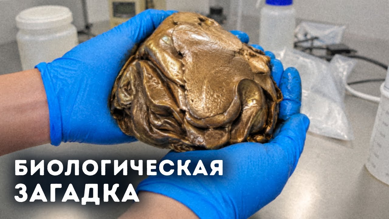Это живое существо — что на самом деле обнаружили дайверы?