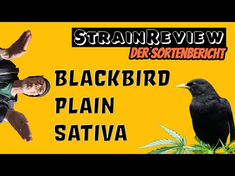Der medizinische Sortenbericht - Blackbird Plain Sativa