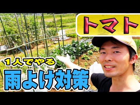 トマトを雨から守るには？ 3 つの効果的で創造的なテクニック  庭園
