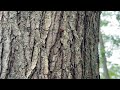 Carpenter Ant Brings Treat Back to Nest in Atlantic Highlands, NJ