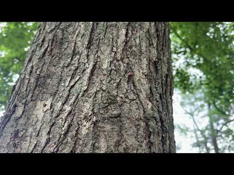 Carpenter Ant Brings Treat Back to Nest in Atlantic Highlands, NJ