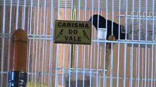 CURIÓ CARISMA DO VALE