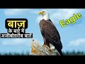 22 Interesting Facts About Eagles Interesting Facts About Eagle In Hindi