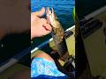 Video Thumbnail for Bottom bouncing / Northern pike  #shorts #fishing #catchandcook