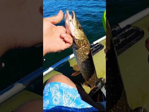 Bottom bouncing / Northern pike  #shorts #fishing #catchandcook