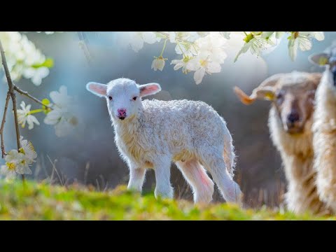 Peaceful Relaxing Traditional Hymns, Peaceful Instrumental Music, "Flowers of Spring" by Tim Janis