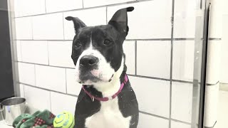 'This is not something we've experienced before': Large dog adoptions down at SPCA, at capacity