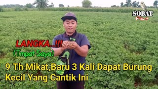 Download lagu How to Attract Red-headed Cici, Salome, and Red-headed Cici mp3 Download lagu How to Attract Red-headed Cici, Salome, and Red-headed Cici mp3