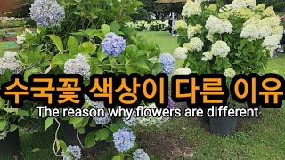 수국 꽃색상이 다른 이유?