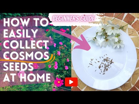 HOW to COLLECT & SAVE COSMOS FLOWER SEEDS From your GARDEN For Next YEAR! BEGINNERS GUIDE!!