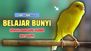 Download lagu Belajar BUNYI❗Pancingan KENARI PAUD Belajar Bunyi Cocok Untuk Kenari Belajar Bunyi Ngeriwik |596 mp3