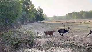 Big Male Tiger hunting a Bull