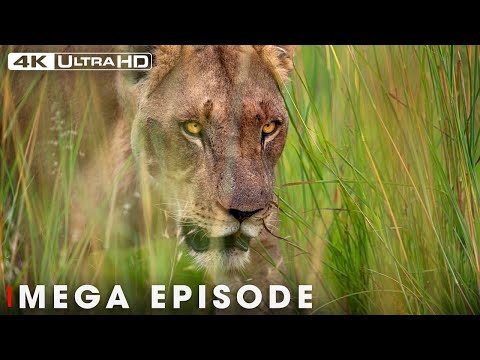 Savage Kingdom: The Legend of African Lion Pride (Mega Episode) | Nature and Animal Documentary