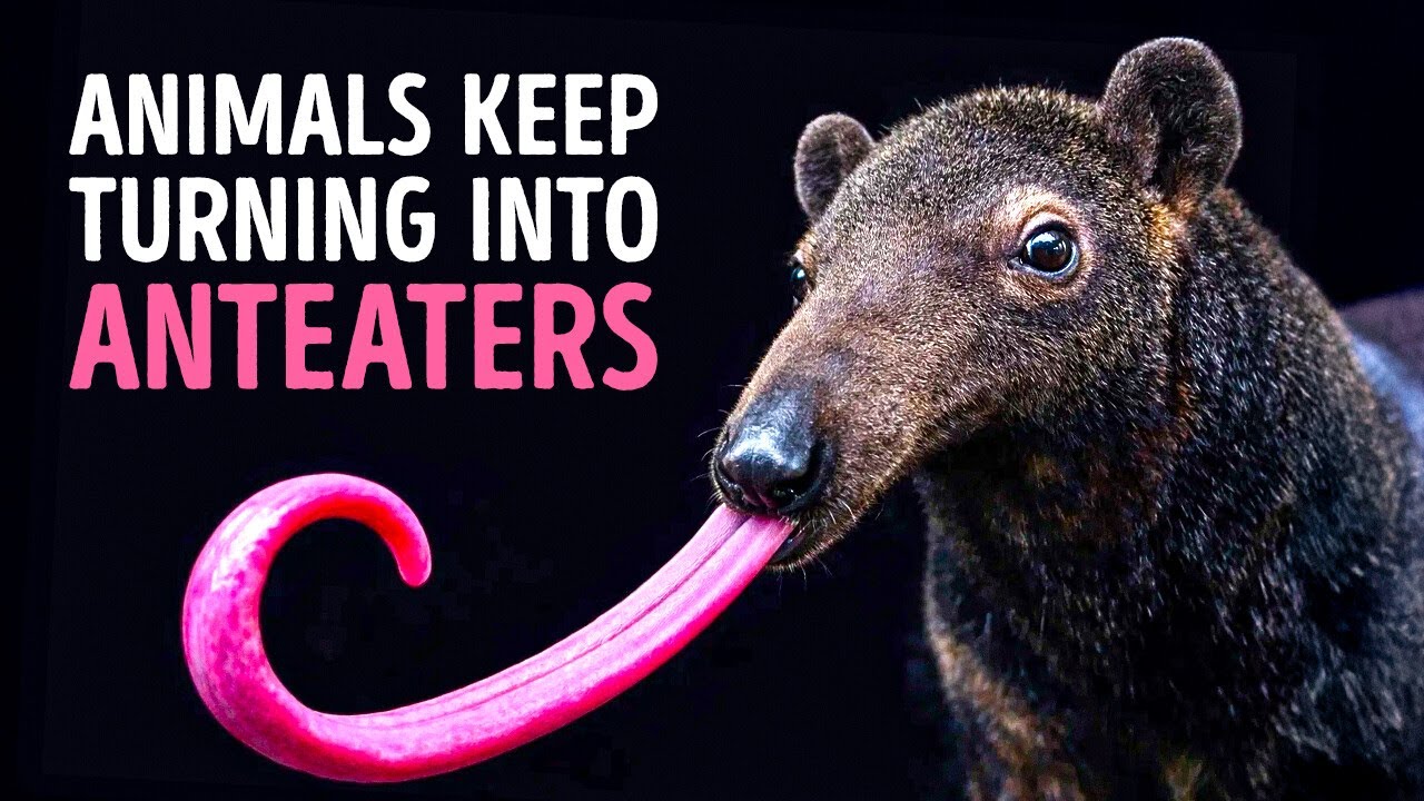 Why So Many Creatures End Up as Anteaters (Evolution, What’s Wrong with You?)
