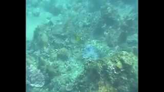 preview picture of video 'Underwater World of Bali - Snorkelling in Amed, East Bali'