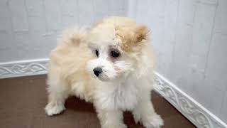 ハーフ犬の動画01