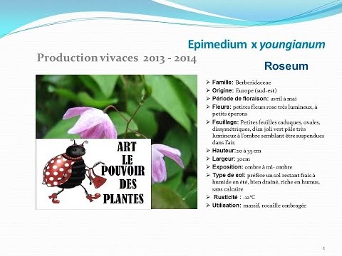 download lagu mp3 mp4 Epimedium Pinnatum Elegans, download lagu Epimedium Pinnatum Elegans gratis, unduh video klip Epimedium Pinnatum Elegans