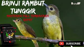 Download lagu BRINJI RAMBU TUNGGIR PEDAS || RAPET FULL TEMBAKAN mp3